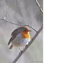 Faune sauvage européenne - Thème : oiseaux " Rouge - Gorge "