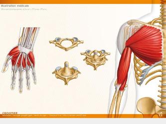 Illustrations de l'ouvrage d'anatomie à destination d'étudiants en cursus médicaux et para-médicaux.

Paru aux Editions Ellipses (Paris)