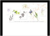 Illustrations Crayons / aquarelle /  actifs plantes pour produits cosmtiques naturels...Utilisation pour dcors packagings.
Concernent 2 gammes de 6 et 12  produits finales 
32 illustrations.