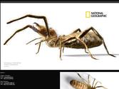 Cration de visuels 3D pour le magazine National Geographic.