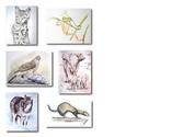 Illustrations animalières d'aprés documents. Technique de l'aquarelle, fusain, crayon, acrylique, plume.