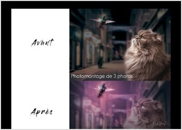 Post traitement de 3 photos transformées en 1 seule.
Les objectifs étaient :
- de rester dans le ton de la photo de rue (Valence, Photo prise de nuit lors des illuminations de Noël, tons roses) ;
- de faire ressortir dans les yeux du chat la luminosité de l'oiseau.
