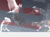 Création de séquences animées d'animaux en 3D pour un film promotion pour les répulsifs