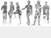 Anatomie, 20min par dessin