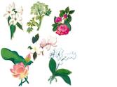 un bouquet de fleurs accompagnant un livre sur les dames vertus pour une maison d'édition.