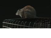Capture d'une video turn around d'un rat en 3D. J'ai réalisé ici le modeling, le texturing et le shading (fur), ainsi que le lighting et le rendering.