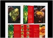 Cr&eacute;ation et r&eacute;alisation d'une brochure triptyque + fiches pour la vente en gros de raisins secs